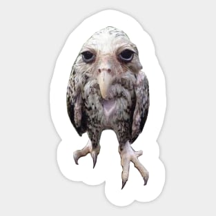 Wet owl Sticker